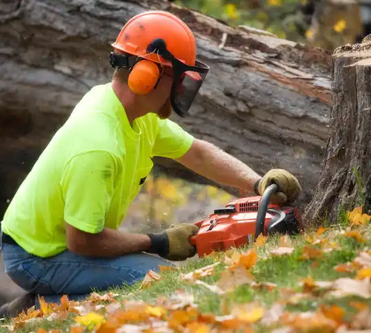 tree services Kiln